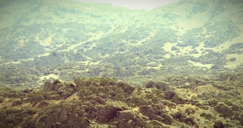 Rocky Terrain with Lush Vegetation Under Soft Sunlight in Serene Landscape