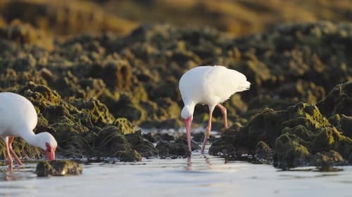 White Ibis Feeding in Water by Rocky Reef with Flock
