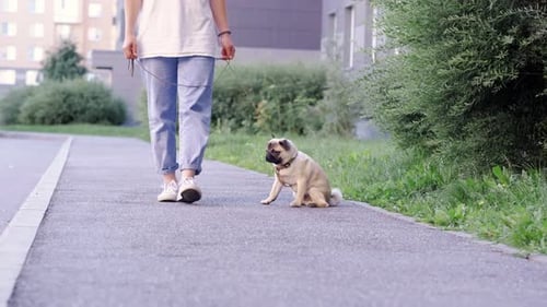 Pug Puppy Walking with Owner Cute Funny Pug Dog Runs Along the Road at Summer in Park Pug Owner
