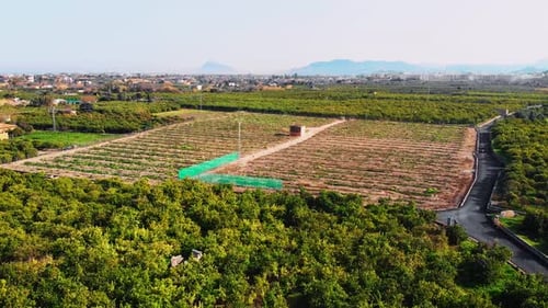 Plantation of new growing green orange trees