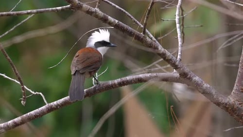 Whitecrested Laughingthrush Perched on Branch in Natural Habitat