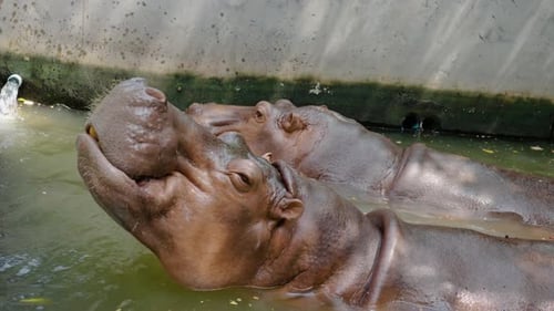 Hippo with wide open mouth to feed fruit by traveller in Thailand zoo, Animal in nature water