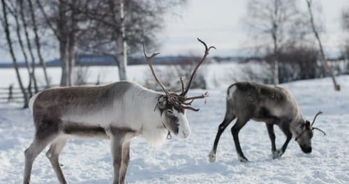 Reindeer in Lapland, Sweden