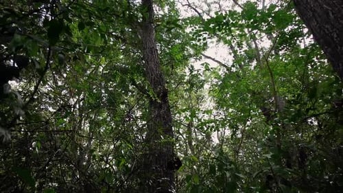 Subjective shot going into the undergrowth in the forest in the morning