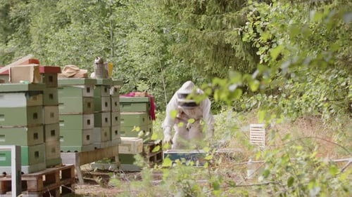 Beekeeper Inspecting Honeycomb at Apiary in Forest
