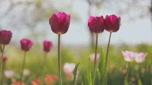 Colorful Tulips for Gardens