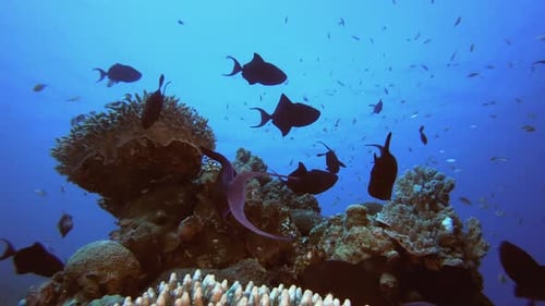 Colorful Fish Swim Around a Vibrant Coral Reef