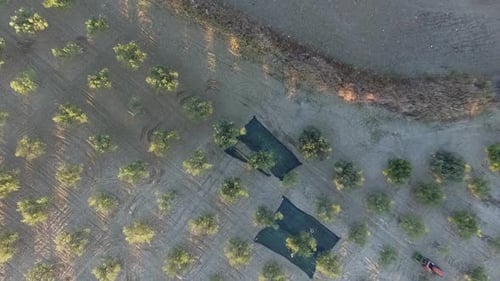 Top-down drone shot rising over olive orchard with neat tree rows,
