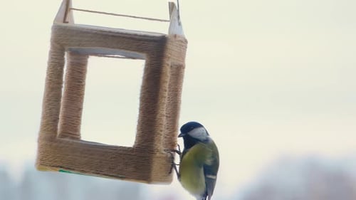 Bird Great Tit Eating From Birdfeeder