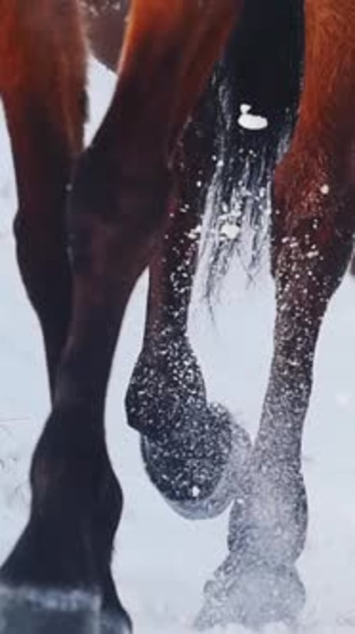 Sports équestres : sabots d'un cheval galopant dans un champ enneigé