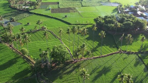 Landscape Paddy Field