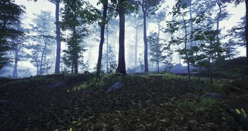 Sunlight Filtering Through Leafy Trees in a Vibrant Forest Setting ...