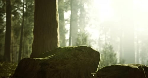 Sunlight Filtering Through Trees Highlighting Rocks in a Serene Forest