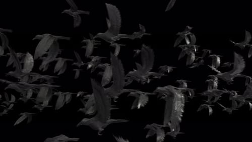 Dark 3D Flying Birds Swarm Transition