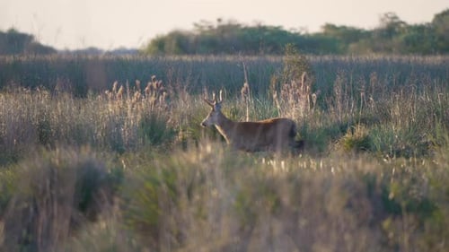 Pampas Deer Grazing Peacefully in Tall Grass