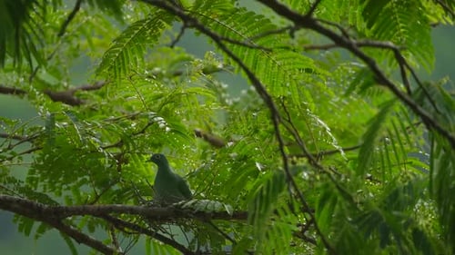 Black-naped fruit dove or ptilinopus melanospilus in the nest