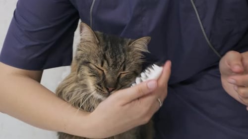 Happy Tabby Cat Enjoying Being Brushed