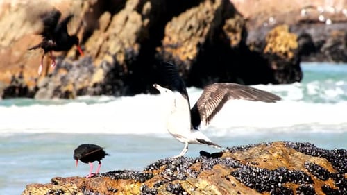 Afrikanischer Schwarzer Austernfischer auf Küstenfelsen von Kelp Gull nach Muscheln verjagt
