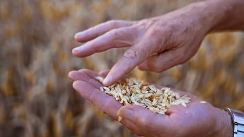 Dry ripe wheat grain on the palm of unrecognized man. Checking the corn for ripeness in the field.