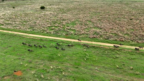 Herd of blue wildebeest with new born calves run over lush open grassland, drone