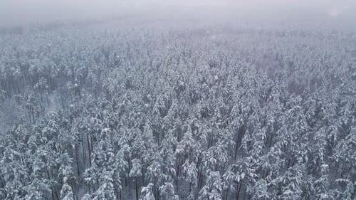 Aerial view of a frozen pine tree forest with snow covered trees in winter. Flight above winter fore