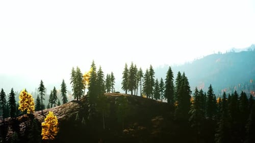 Colorful Sunset or Sunrise in Mountains with Pine Forest and Mist