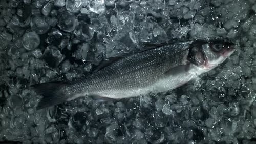 Sea Bass Fish Falls Into the Water with Ice Filmed on a Highspeed Camera at 1000 Fps