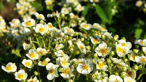 Many beautiful strawberry bushes with white flowers and green leaves grow outdoors