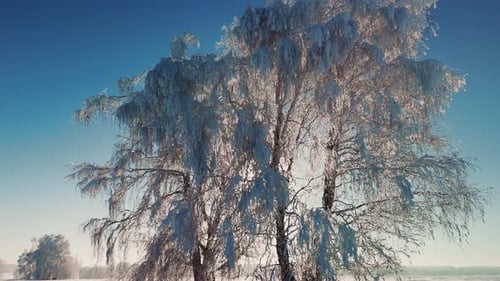 Beautiful Frosty Trees Shining in the Winter Sun at a Serene Landscape