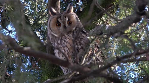 Longeared Owl Perched in a Tree in Nature
