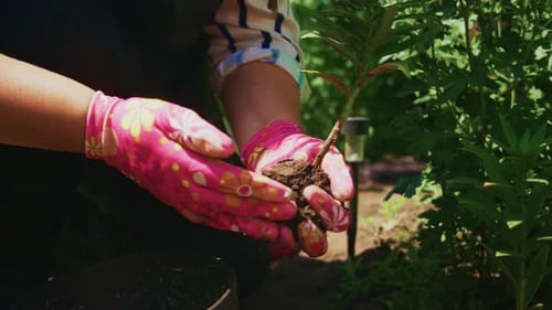 Gardener with Pink Gloves Planting a Young Green Plant in a Brown Pot in a Sunny Outdoor Setting