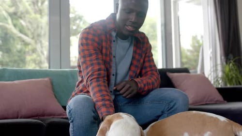 Man pets Beagle Dogs in Modern Home