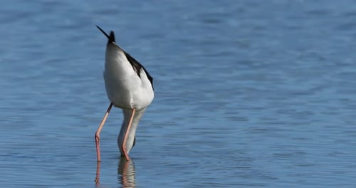 Stelzenläufer (Himantopus himantopus), Camargue, Frankreich