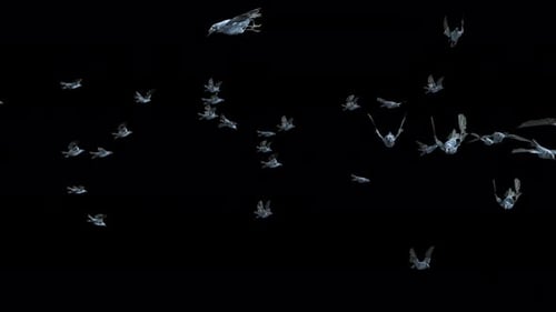 Abstract Birds Flock Flying Seamless Loop Alpha Channel