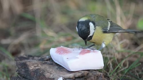 Une mésange charbonnière est assise sur un morceau de saindoux et le mange