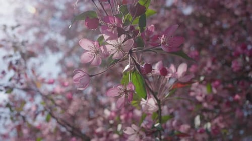 A Branch with Pink Cherry Blossoms Sways Slowly in the Wind