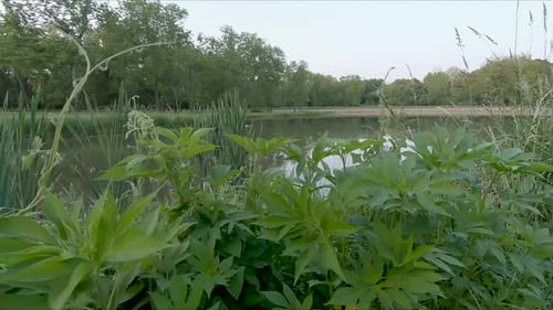 Small pond with trees in the background