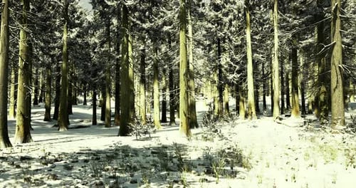 Serene Winter Forest Landscape with Snow Covered Trees and Tranquility
