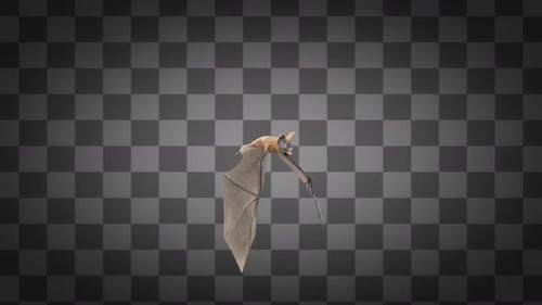 Bat Fly Alpha-Kanäle