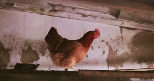 Chicken in the Chicken Coop