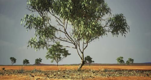 Arid Outback Landscape with Solitary Tree Slow Zoom Out