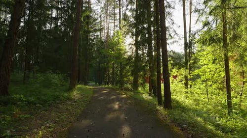 A walk through a sunny summer park