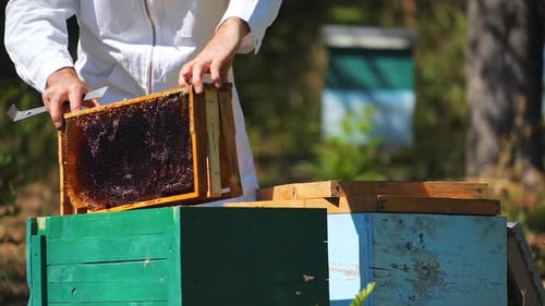 Beekeeper Inspecting Beehives on Sunny Day