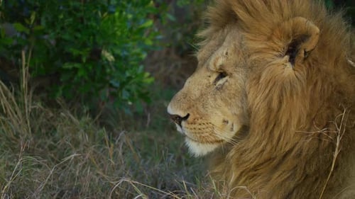 Majestätischer männlicher Löwe ruht friedlich in der wilden afrikanischen Savanne