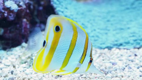 Coral fish in a marine aquarium