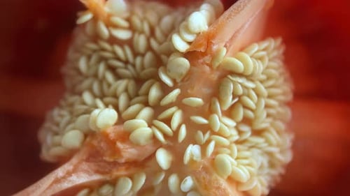 Macro View of Red Pepper Interior with Seeds