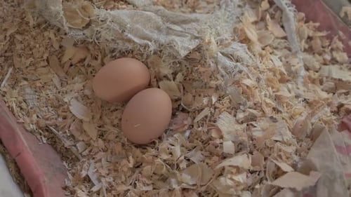 Von Hand frische Eier aus dem Nistkasten mit Heubettwäsche sammeln