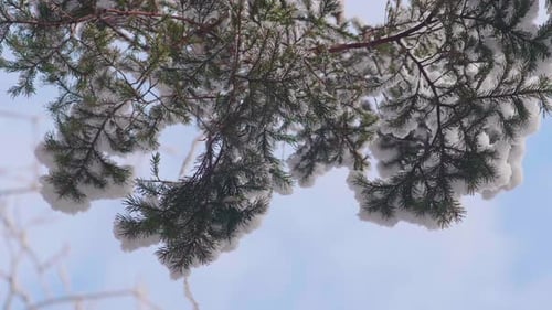 Pine Tree Branches With Snow Covered Leaves Against Blue Sky. - Close Up Shot