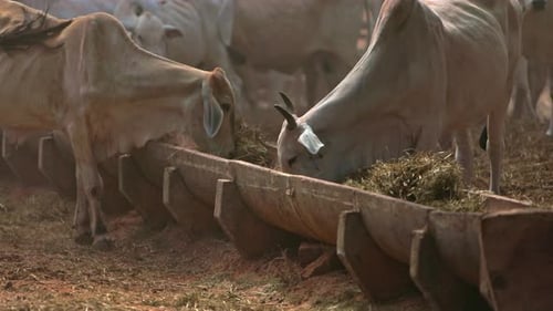 Cattle of cows eating hay and grass in farm