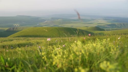 A Green Hills with Flowers A Vibrant Meadow of Wildflowers Dances Atop a Rolling Green Hill Framed